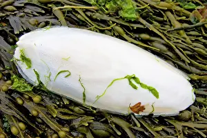 Seaweeds: Cuttlefish bone - lying on the strand line on top