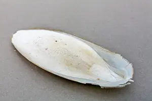 Bone: Cuttlefish Bone - UK