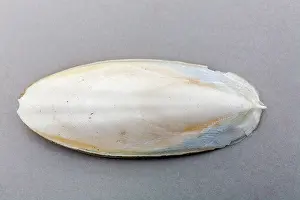 Bone: Cuttlefish Bone - UK