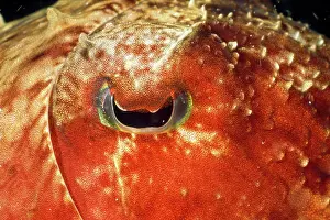 Douglas David Seifert: Cuttlefish - close-up of eye