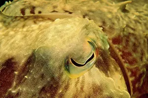 Douglas David Seifert: Cuttlefish - close-up of eye