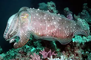 Flashing: Cuttlefish - One of three courting cuttlefish flashing