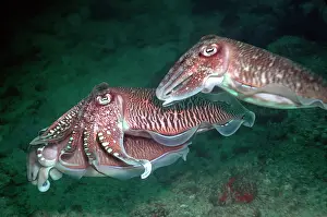 Cuttlefishes: Cuttlefish courting - Two male cuttlefish courting