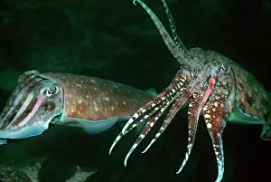 Prior: Cuttlefish courting - The male displaying to the