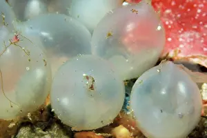 Cuttlefishes: Cuttlefish eggs
