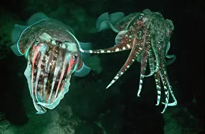 Prior: Cuttlefish - The male caressing the female prior