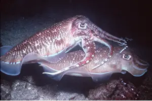 Valerie & Ron Taylor: CUTTLEFISH - pair courting