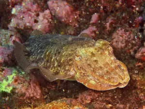 Canary: Cuttlefish Sepia officinalis 1f common cuttlefis