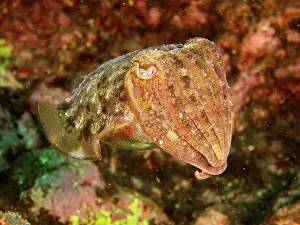Officinalis: Cuttlefish Sepia officinalis 1f common cuttlefish