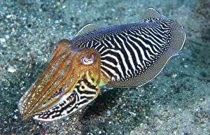 Sepiidae: Cuttlefish (Sepia officinalis) above the bottom