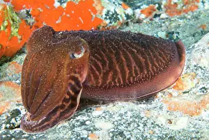 Sepiidae: Cuttlefish (Sepia officinalis) on the bottom, Tenerife