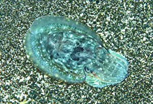 Sepiidae: Cuttlefish (Sepia officinalis) on the bottom, Tenerife