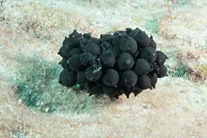 Sepiidae: Cuttlefish (Sepia officinalis) eggs, Tenerife, Canary