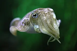 Toned: Cuttlefish, sepia sp