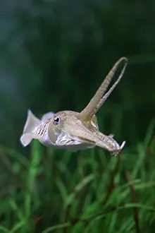 Toned: Cuttlefish, sepia sp