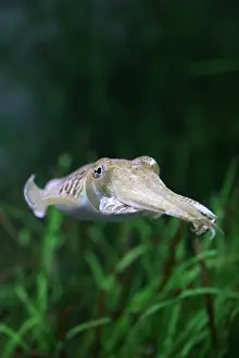 Toned: Cuttlefish, sepia sp