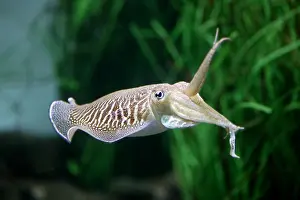Toned: Cuttlefish, sepia sp. Adult
