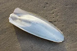 Cuttle: Cuttlefish / Sepiida