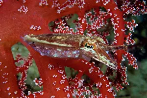 Sepiida: Cuttlefish (Sepiida) amid corals, Raja Ampat