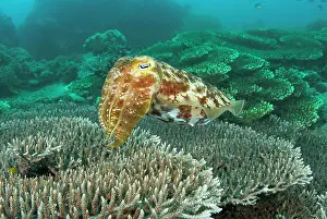 Sepiida: Cuttlefish (Sepiida) swimming over hard