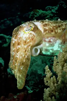 Siphon: Cuttlefish - showing siphon