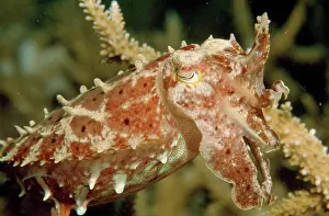 Douglas David Seifert: Cuttlefish - among Staghorn Coral