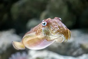 Arms: Cuttlefish - UK