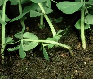 Pisum: Cutworm damage to Pea
