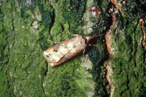 Pterygota: Cutworm Moth