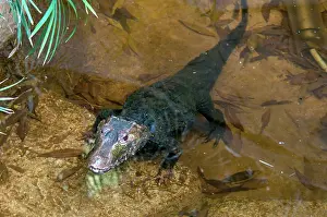 Musky: Cuvier's Dwarf Caiman
