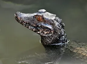 Caimans: Cuvier's Dwarf Caiman. freshwaters northern and