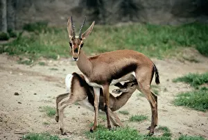 Cuvieri: Cuvier's gazelle - female with Infant suckling