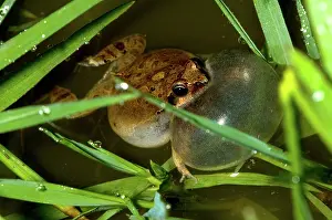 Nattereri: Cuyaba Dwarf Frog, Brazil