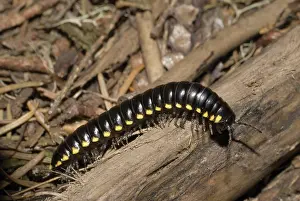 Defensive: Cyanide Millipede