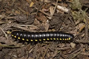 Defensive: Cyanide Millipede