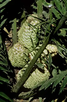 Bonnie Weisser: Cycad cones - male