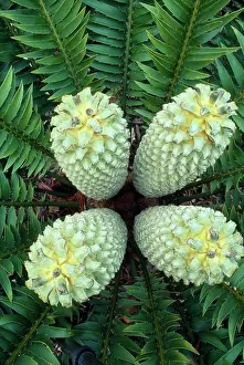 Cycads: CYCAD