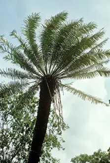 Cycads: CYCAD