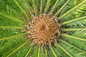 Cycad: Cycad