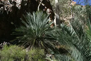 Cycads: Cycad - The decline of the Black-footed Rock Wallaby
