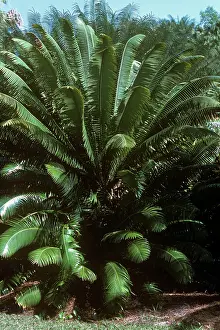 Cycads: Cycad