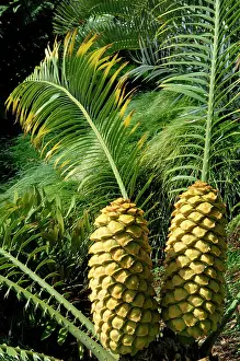 Villosus: Cycad - Female Cones