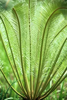 Eric Lindgren: Cycad - fronds