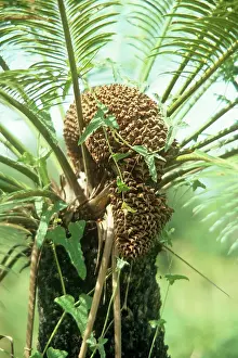 Cycads: CYCAD - MALE CONE