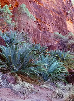 Weigh: Cycad - vulnerable species, endemic to southern