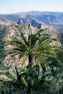 Longifolia: Cycads