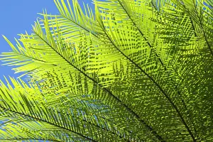 Wildfire: Cycads after the fire - detail of a cycad's freshly