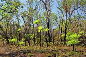 Wildfire: Cycads after the fire - forest in Far North of