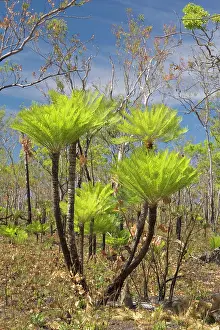 Wildfire: Cycads after the fire - forest in Far North of