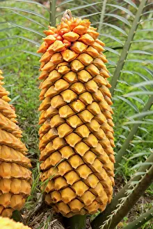 Sago: Cycas Sago Palm - Carpophore